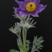 Anemone pulsatilla SIb