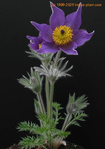Anemone pulsatilla SIb