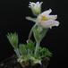 Anemone pulsatilla SIb1