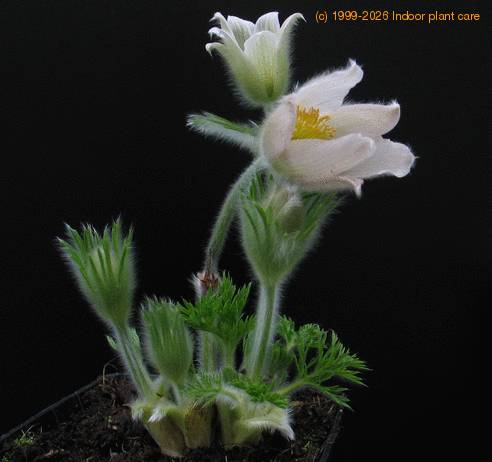 Anemone pulsatilla SIb1