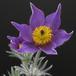 Anemone pulsatilla SIf