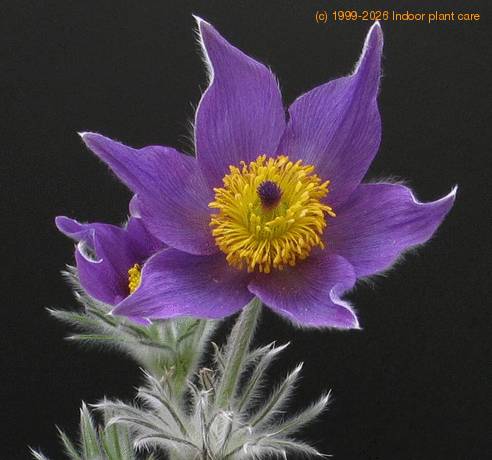 Anemone pulsatilla SIf