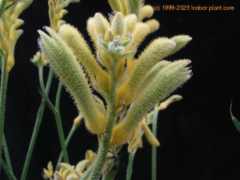 Anigozanthos flavidus 2