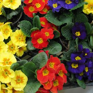 Annual plants