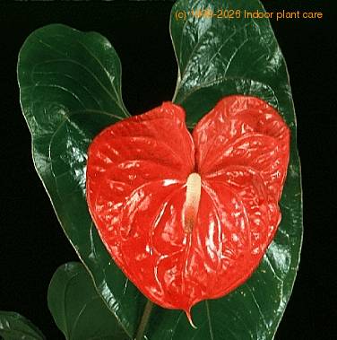 anthurium potted Anthurium main image 0