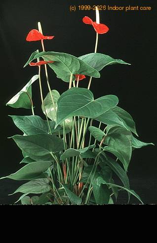 Anthurium andreanum Lenny 2016