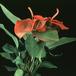 Anthurium scherzerianum 2020