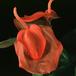 Anthurium scherzerianum 2021