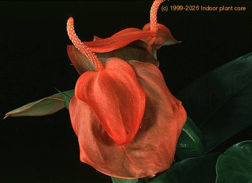 Anthurium scherzerianum 2021