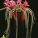 Aporocactus flagelliformis 634