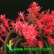 Aporocactus flagelliformis flower 635