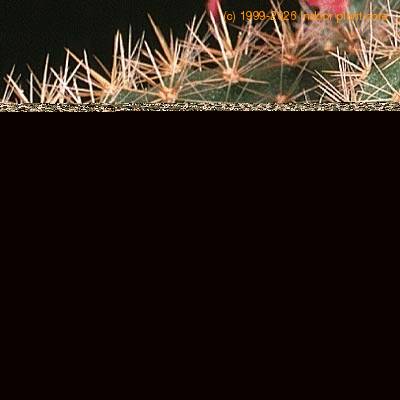 Aporocactus flagelliformis thorn 637