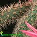 Aporocactus flagelliformis thorn 637