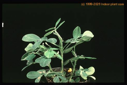 Arachis hypogea-1898