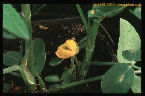 Arachis hypogea-1899