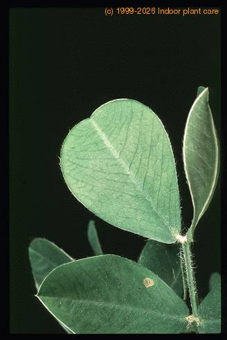 Arachis hypogea-1900