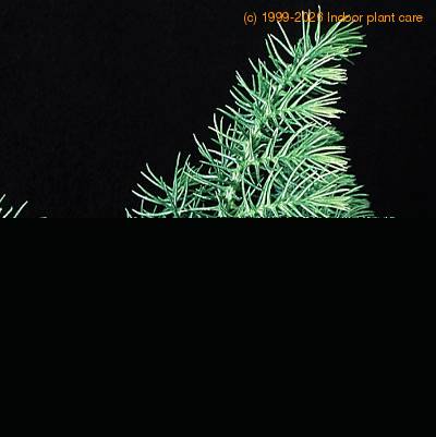 Araucaria heterophylla closeup 3005