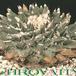 Ariocarpus elongatus 21