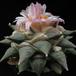 Ariocarpus furfuraceus SIs