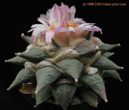 Ariocarpus furfuraceus SIs