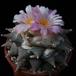 Ariocarpus retusus furfuraceus SIb