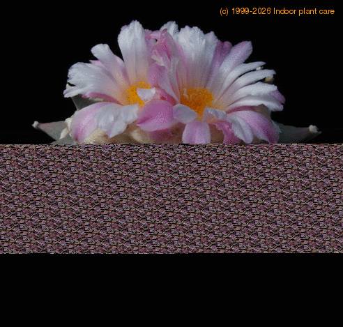 Ariocarpus retusus furfuraceus SIb