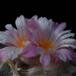 Ariocarpus retusus furfuraceus SIf
