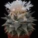 Ariocarpus retusus-SIf