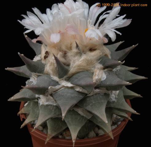 Ariocarpus retusus-SIf