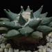 Ariocarpus retusus1-SIb