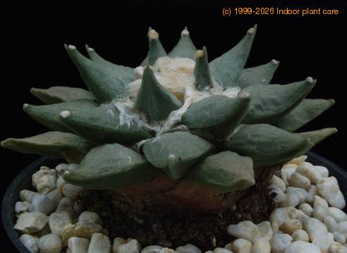Ariocarpus retusus1-SIb