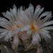 Ariocarpus retusus1-SIf