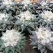 Ariocarpus sp. 5