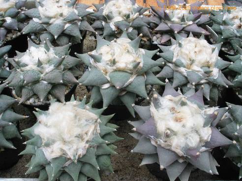 Ariocarpus sp. 5