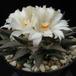 Ariocarpus trigonus