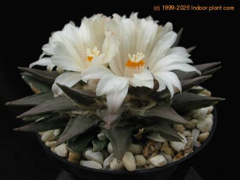 Ariocarpus trigonus