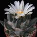 Ariocarpus trigonus elongatus