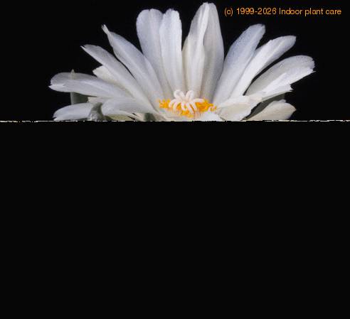 Ariocarpus trigonus elongatus