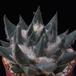 Ariocarpus trigonus elongatus-SIb