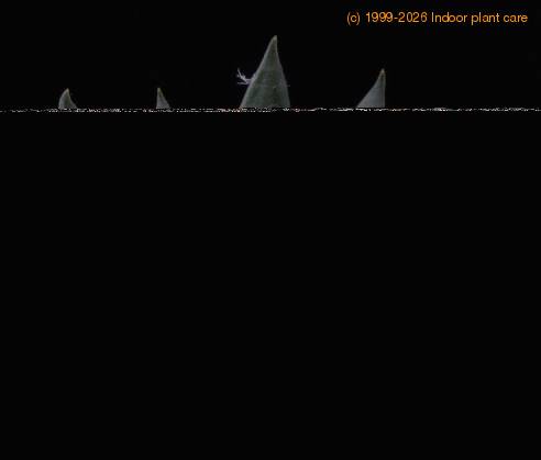 Ariocarpus trigonus elongatus-SIb
