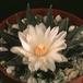 Ariocarpus trigonus-SIB