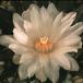 Ariocarpus trigonus-SIf