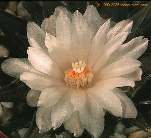 Ariocarpus trigonus-SIf