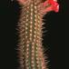 Arrojadoa aureispina 879