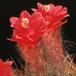 Arrojadoa aureispina 880