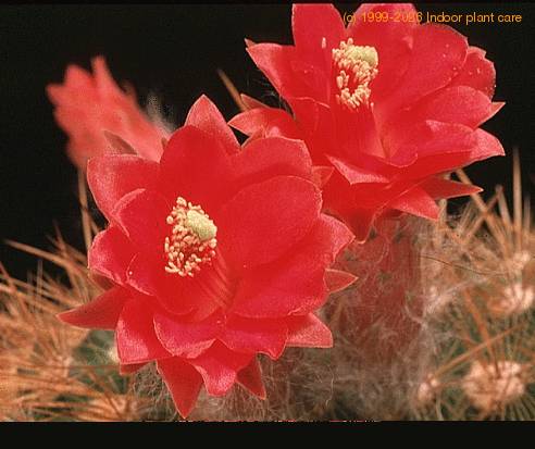 Arrojadoa aureispina 881