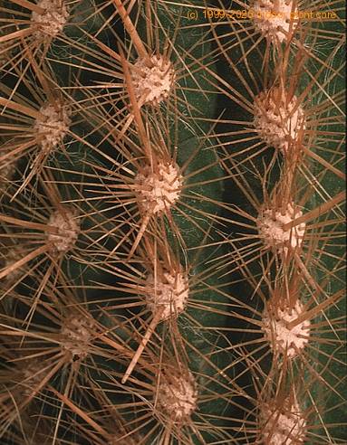 Arrojadoa aureispina 882