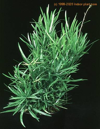 Asparagus falcatus 1882