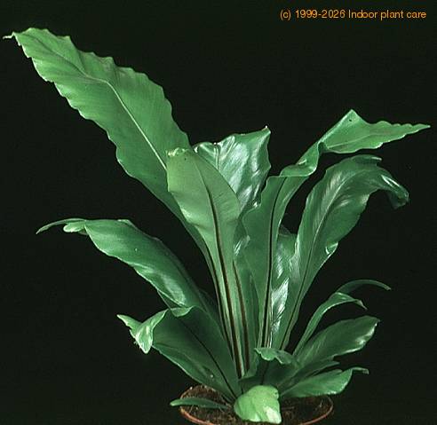 Asplenium nidus 1885