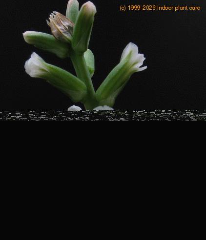 Astroloba congesta 1